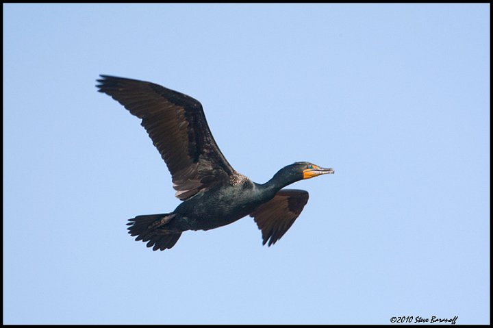 _0SB6825 double-crested cormorant.jpg